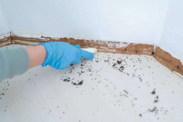 Best Pest Removal Services  in Orangeville, UT